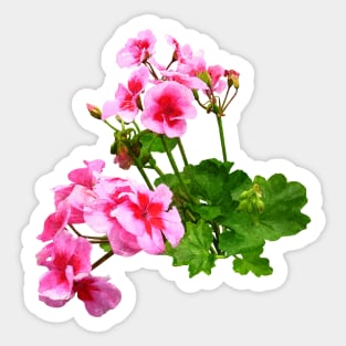 Geranium Profile Sticker